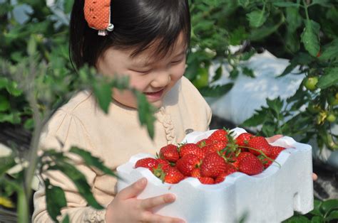 딸기 체험 농장